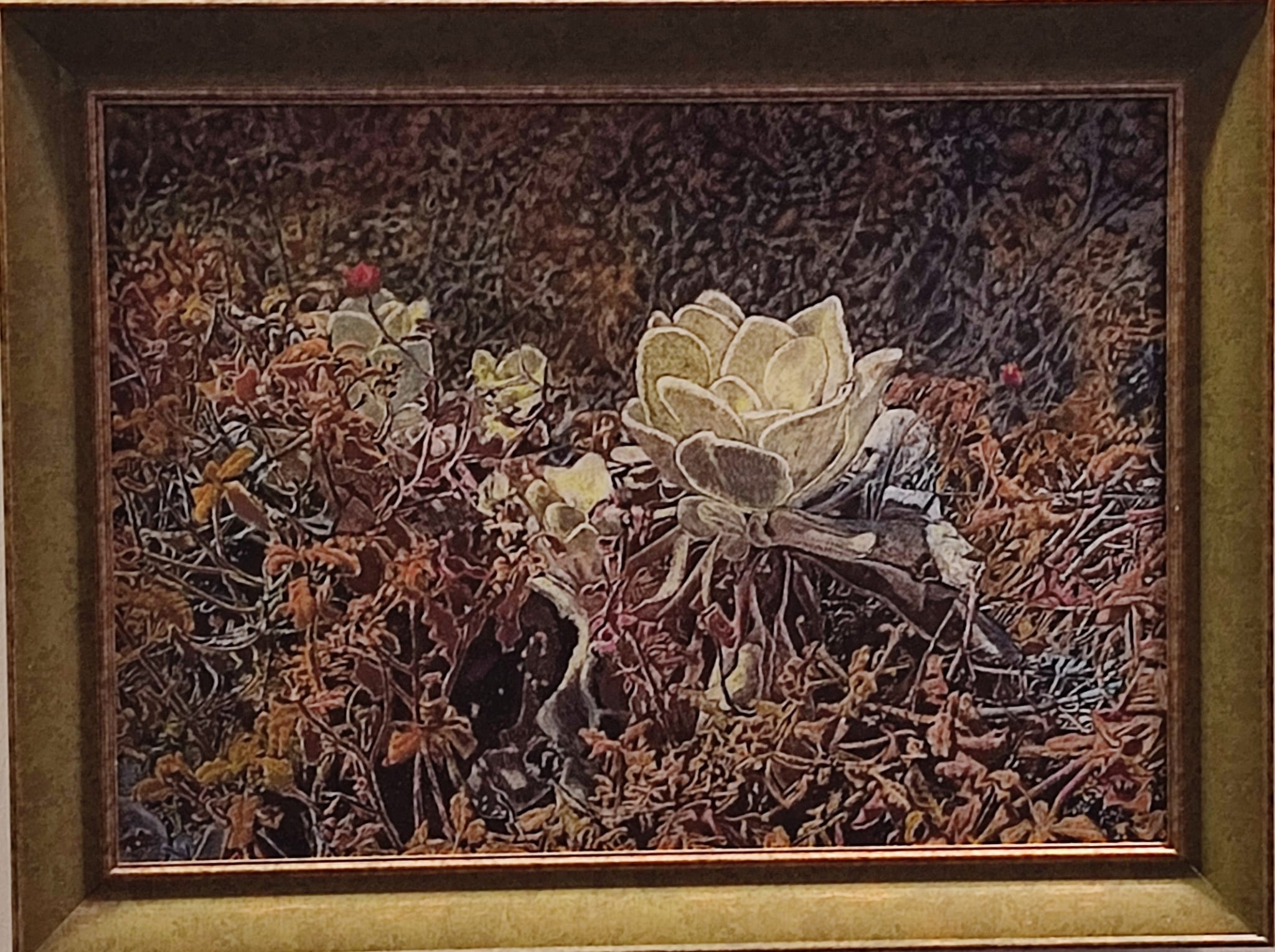 Dağ Lalesi